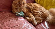 Simba participe au concours pour gagner de l'argent avec cette photo : cat, orange_tabby, toy_mouse, couch, leather, pink_couch, yellow_pillow, quilted_pillow, indoor, pet, feline, relaxed, sunlight, window, fur, claw, whiskers, ears, tail, living_room