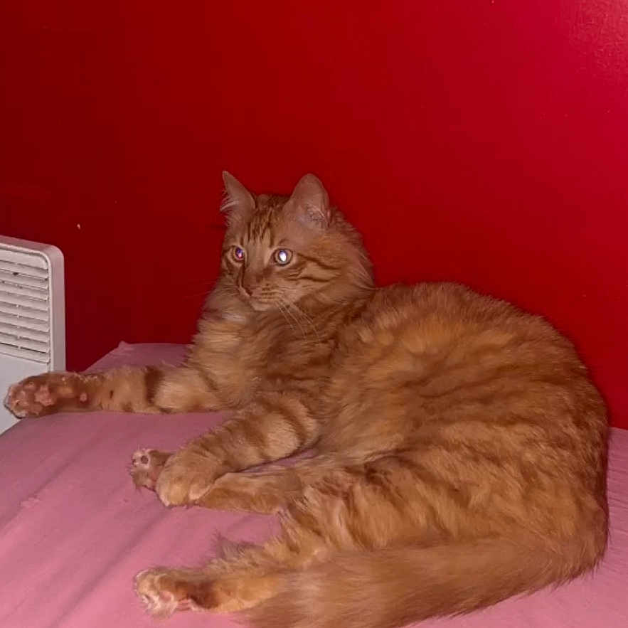 Simba a rejoint le concours — aidez-le/la à gagner de superbes lots ! cat, orange_tabby, bed, pink_bedspread, red_wall, feline, pet, indoor, relaxed, fur, animal, cute, alert, resting, cozy, domestic_cat, whiskers, tail, paw, mammal