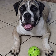 Sahara joined the competition — help win amazing prizes! big_dog, bookshelf, close_up, collar, dog, doormat, eyes, figurine, green_ball, indoor, living_room, mouth, nose, panting, paws, pet, playful, portrait, tile_floor, tongue_out