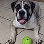 big_dog, bookshelf, close_up, collar, dog, doormat, eyes, figurine, green_ball, indoor, living_room, mouth, nose, panting, paws, pet, playful, portrait, tile_floor, tongue_out