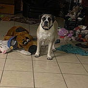Sahara joined the competition — help win amazing prizes! blanket, collar, couch, dog, floor, floor_tile, home, indoor, large_dog, living_room, messy_room, paws, pet, plush_toy, portrait, scattered_toys, standing, stuffed_animal, tiled_floor, toy_unicorn