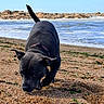 dog, black_dog, beach, pebbles, ocean, sea, rocks, sky, outdoor, animal, collar, sniffing, tail, ears, water, coast, nature, daytime, pet, curious