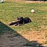 Asko a rejoint le concours — aidez-le/la à gagner de superbes lots ! backyard, ball, black_dog, bushes, canine, daytime, dog, grass, greenery, lawn, log, nature, outdoor, pet, pink_ball, playing, relaxing, shadow, soccer_ball, sunlight