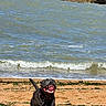 Asko participe au concours pour gagner de l'argent avec cette photo : dog, beach, sand, ocean, waves, water, running, happy, black_dog, collar, outdoor, nature, sunny, playful, pet, animal, motion, shore, coast, excited