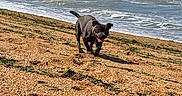 Asko a rejoint le concours — aidez-le/la à gagner de superbes lots ! animal, beach, canine, coast, daytime, dog, happy, nature, ocean, outdoor, pet, rocks, running, sand, seaweed, shore, sky, sunlight, water, waves