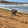 Asko a rejoint le concours — aidez-le/la à gagner de superbes lots ! dog, beach, sand, seaweed, ocean, waves, sky, rocks, outdoor, pet, animal, canine, sunlight, nature, water, daytime, happy, running, coast, shore