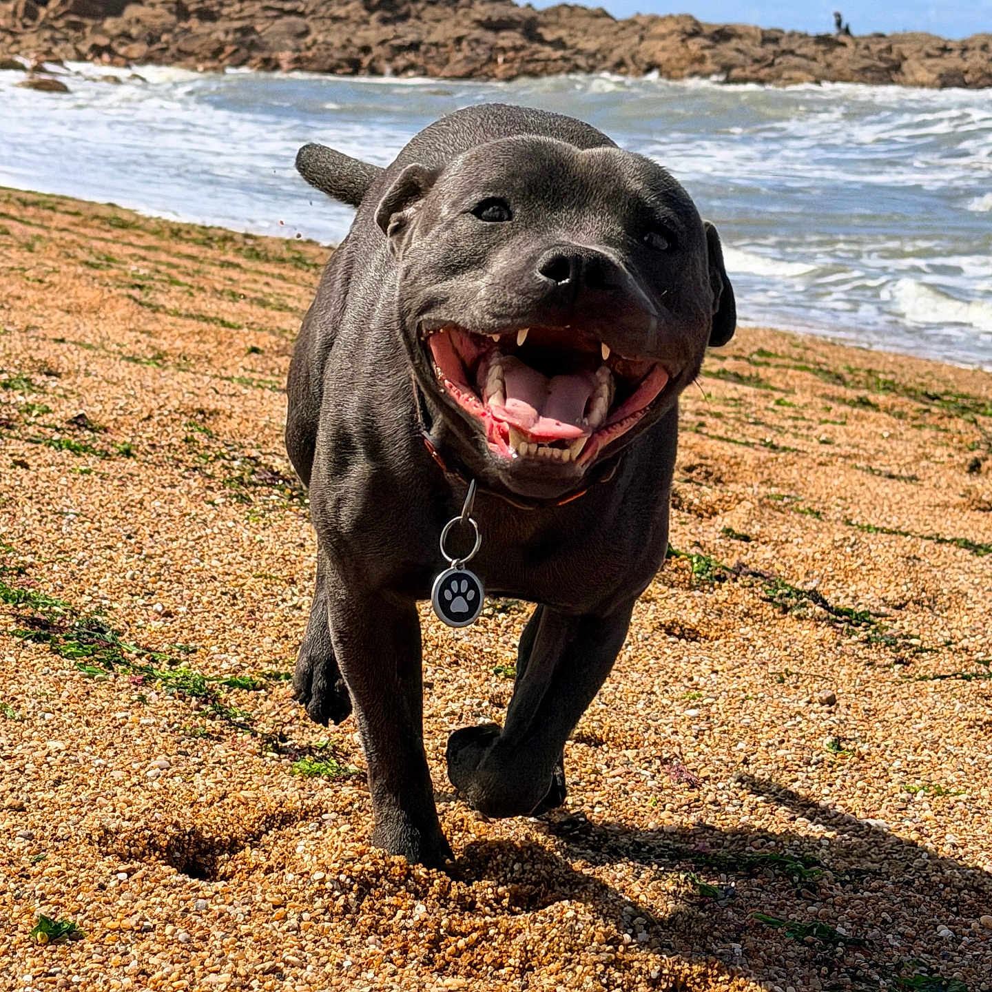 Asko a rejoint le concours — aidez-le/la à gagner de superbes lots ! dog, beach, sand, ocean, waves, rocks, collar, tongue, running, happy, pet, outdoor, sunny, water, shoreline, animal, muzzle, playful, nature, canine