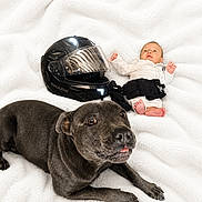 Asko participe au concours pour gagner de l'argent avec cette photo : animal, baby, black_dog, child, companion, cozy, cute, dog, face, fur, helmet, indoor, infant, lying_down, motorcycle_helmet, paw, pet, relaxed, small_baby, white_blanket
