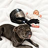 animal, baby, black_dog, child, companion, cozy, cute, dog, face, fur, helmet, indoor, infant, lying_down, motorcycle_helmet, paw, pet, relaxed, small_baby, white_blanket