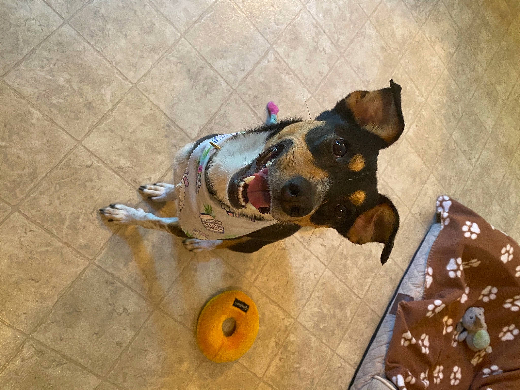 Dory is registered to the contest to win money with this photo: art, bag, carnivore, collar, companion_dog, dog, dog_breed, dog_clothes, dog_collar, dog_supply, fashion_accessory, fawn, flooring, fur, leash, personal_protective_equipment, pet_supply, sporting_group, wood, working_animal