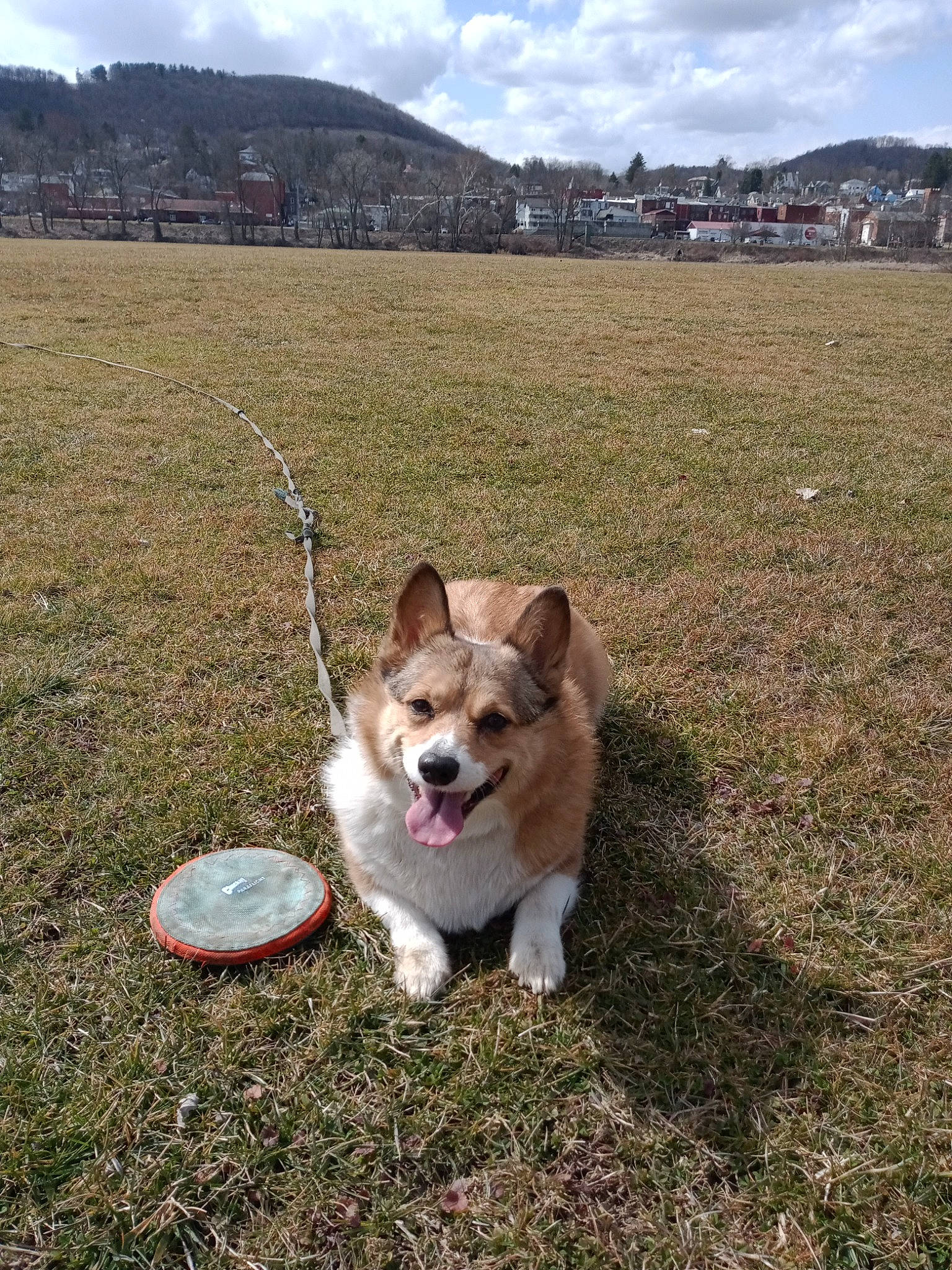 Dixie joined the competition — help win amazing prizes! canidae, carnivore, cloud, collar, companion_dog, dog, dog_breed, dog_collar, fashion_accessory, fawn, grass, grassland, hill, landscape, leash, mountain, sky, soil, sporting_group, tail