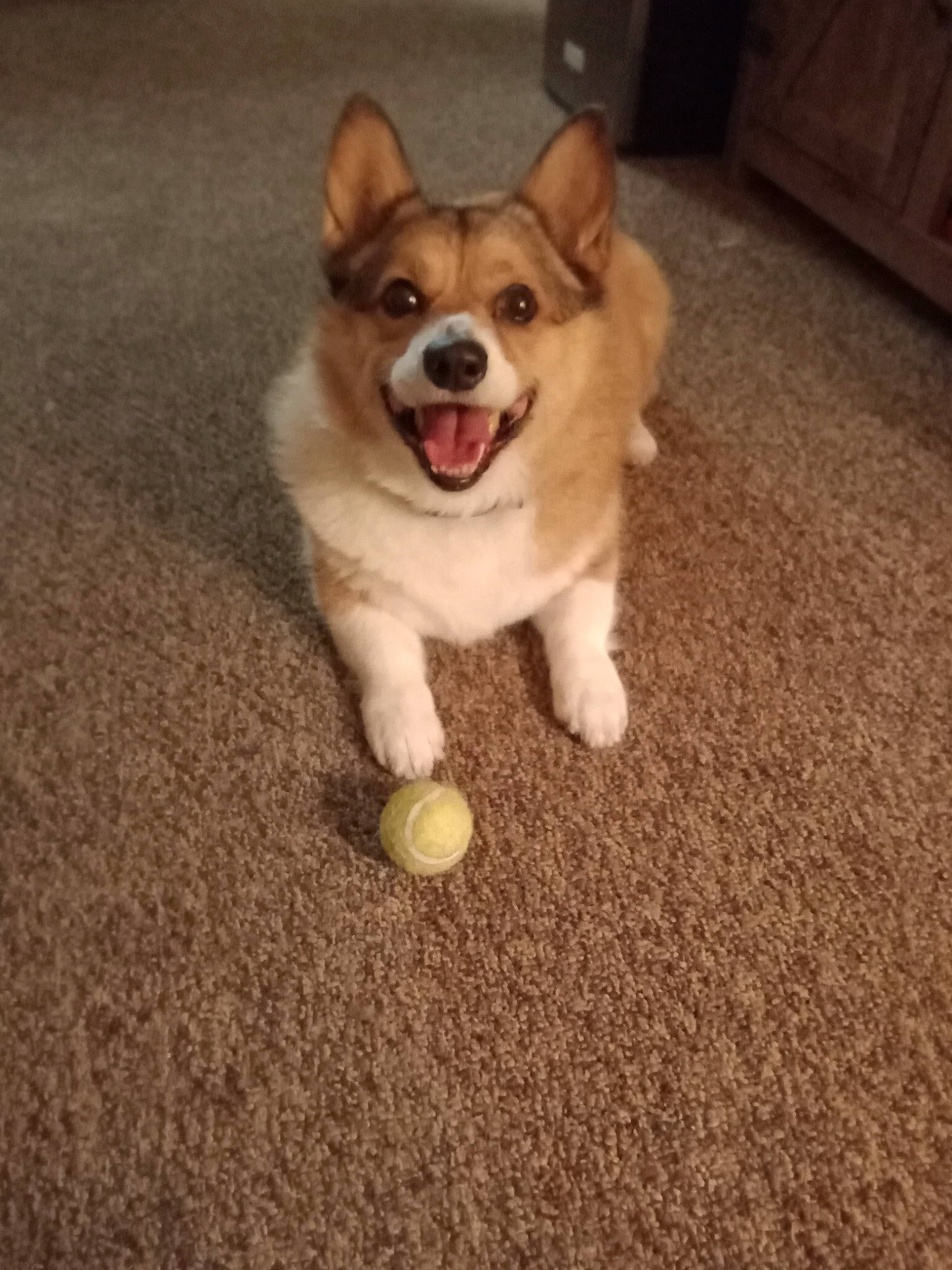 Dixie joined the competition — help win amazing prizes! canidae, carnivore, companion_dog, dog, dog_breed, door, flooring, fur, grass, hardwood, non_sporting_group, paw, road_surface, snout, soil, sporting_group, tail, toy_dog, wood, working_animal