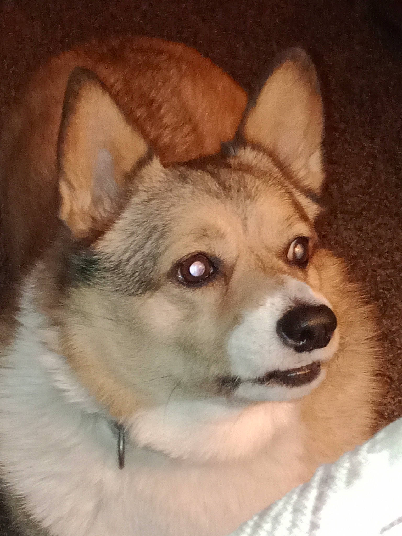 Dixie joined the competition — help win amazing prizes! ancient_dog_breeds, art, canidae, carnivore, companion_dog, dog, dog_breed, door, fawn, fur, painting, picture_frame, sled_dog, snow, sporting_group, terrestrial_animal, whiskers, window, working_animal, working_dog