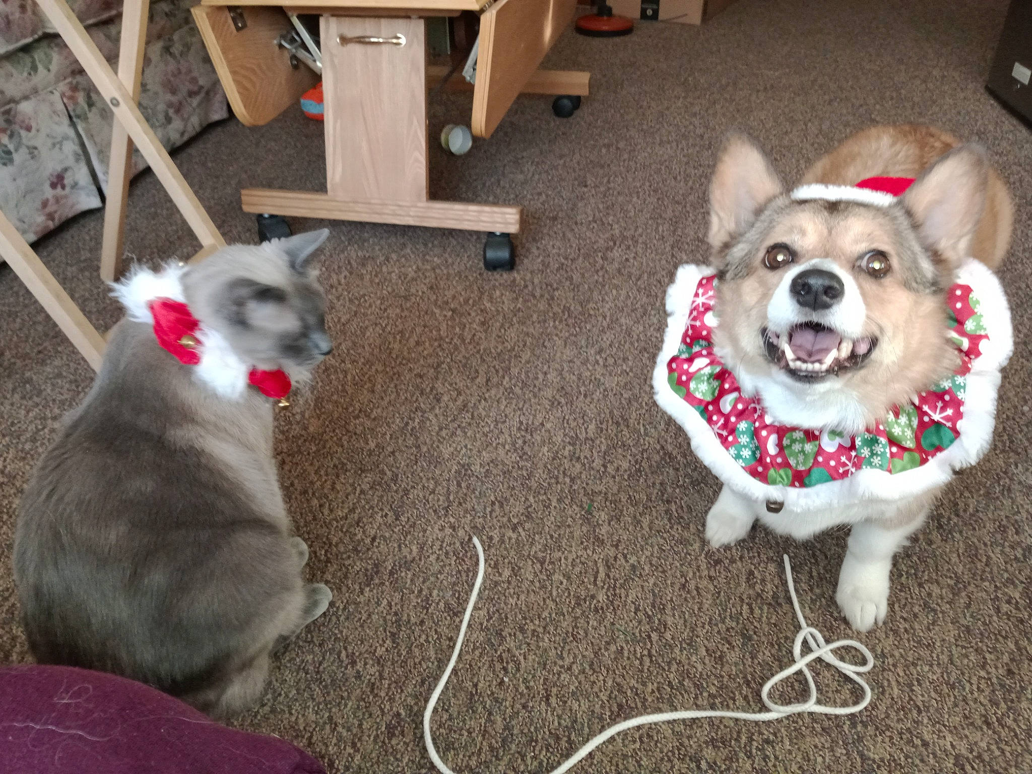 Dixie is registered to the contest to win money with this photo: canidae, carmine, carnivore, chair, collar, companion_dog, dog, dog_breed, dog_clothes, dog_supply, fashion_accessory, fawn, flooring, fur, leash, mammal, snout, sporting_group, tail, toy_dog