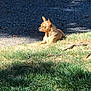 animal, brown_dog, canine, daytime, dog, ears_up, grass, ground, nature, outdoor, peaceful, pet, quiet, relaxing, resting, shade, side_view, small_dog, sunlight, sunny