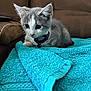 animal, brown_couch, cat, close_up, collar, couch, curious, cute, domestic_animal, feline, gray_cat, indoor, kitten, pet, resting, soft_texture, towel, turquoise, white_cat, young_cat