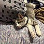 bed, blanket, cat, collar, cozy, domestic_animal, feline, fur, gray_and_white, indoor, paw, pet, pillow, polka_dots, relaxed, resting, sleepy, soft, stretching, whiskers