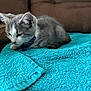 Daisy Mae joined the competition — help win amazing prizes! animal, bell, brown_couch, cat, collar, cozy, cute, domestic, feline, fur, gray_cat, indoor, kitten, pet, relaxed, resting, small_animal, towel, turquoise, white_cat