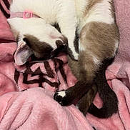 Kitty participe au concours pour gagner de l'argent avec cette photo : cat, sleeping, curled_up, blanket, pink, soft, fur, pet, domestic_animal, resting, cozy, indoor, animal, cute, relaxed, collar, pattern, brown, white, tail