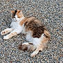 cat, animal, pet, feline, outdoor, pebbles, relaxed, fluffy, laying_down, fur, white, orange, brown, nature, ground, resting, cute, small_rocks, sunlight, calm