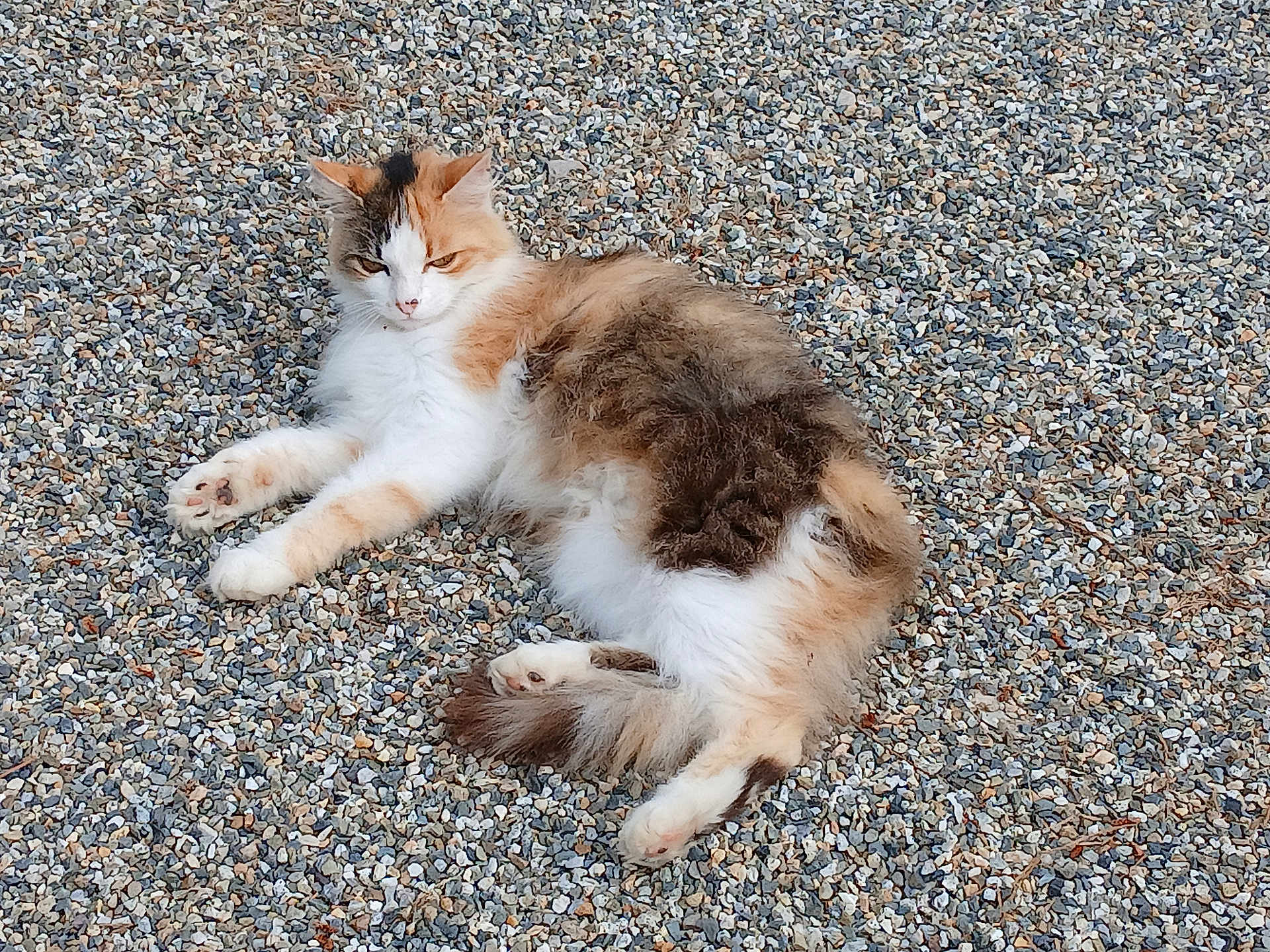 Mimine participe au concours pour gagner de l'argent avec cette photo : cat, animal, pet, feline, outdoor, pebbles, relaxed, fluffy, laying_down, fur, white, orange, brown, nature, ground, resting, cute, small_rocks, sunlight, calm