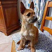 Vénus a rejoint le concours — aidez-le/la à gagner de superbes lots ! animal, architecture, canine, chair, computer, computerhardware, dog, electronics, furniture, hardware, hardwood, indoors, interiordesign, laptop, monitor, pc, pet, screen, tv, wood