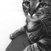 Polly is registered to the contest to win money with this photo: cat, tabby, feline, pet, animal, portrait, black_and_white, close_up, whiskers, ears, eyes, nose, striped_fur, paws, claws, sitting, relaxed, indoor, person, leg