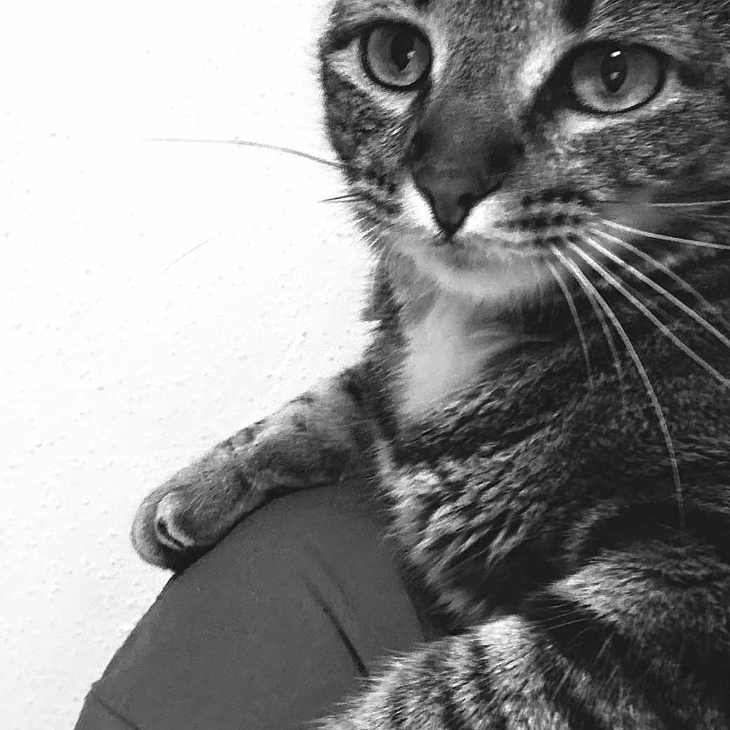Polly is registered to the contest to win money with this photo: cat, tabby, feline, pet, animal, portrait, black_and_white, close_up, whiskers, ears, eyes, nose, striped_fur, paws, claws, sitting, relaxed, indoor, person, leg