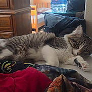 Diesel joined the competition — help win amazing prizes! bed, bedroom, blanket, cat, dresser, ears, eyes, fluffy, fur, furniture, gray_and_white, indoor, kitten, lying_down, paw, relaxed, sleepy, striped, water_bottle, whiskers