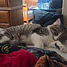 bed, bedroom, blanket, cat, dresser, ears, eyes, fluffy, fur, furniture, gray_and_white, indoor, kitten, lying_down, paw, relaxed, sleepy, striped, water_bottle, whiskers