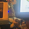 Diesel joined the competition — help win amazing prizes! animal, blanket, brown_fur, candid, cat, clothing, computer, curious, desk, feline, home, indoors, kitten, long_hair, lying_down, monitor, pet, screen, tabby, upside_down