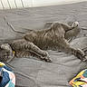 Tasha a rejoint le concours — aidez-le/la à gagner de superbes lots ! cat, sleeping, gray_cat, bed, bedroom, pet, furry, collar, resting, lying_down, stretched_out, paw, whiskers, closed_eyes, blanket, bedding, colorful, indoor, cozy, relaxed