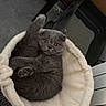 cat, kitten, gray_cat, pet, animal, fluffy, fur, round_face, amber_eyes, sitting, lying_down, raised_paw, white_bed, blanket, cozy, indoor, portrait, cute, relaxed, home