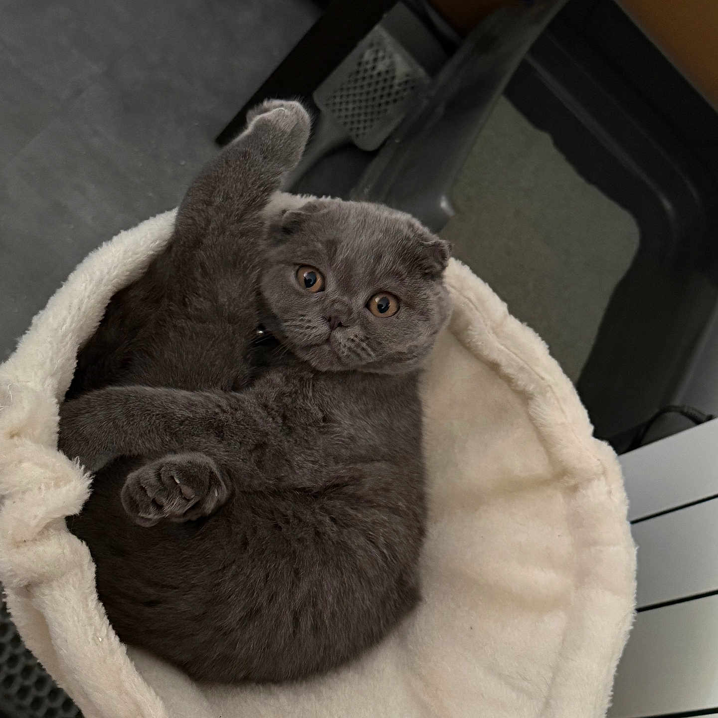 Tasha participe au concours pour gagner de l'argent avec cette photo : cat, kitten, gray_cat, pet, animal, fluffy, fur, round_face, amber_eyes, sitting, lying_down, raised_paw, white_bed, blanket, cozy, indoor, portrait, cute, relaxed, home