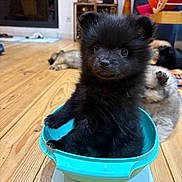 Petit Prince participe au concours pour gagner de l'argent avec cette photo : puppy, dog, black_puppy, bowl, wooden_floor, indoor, cute, fluffy, pet, animal, small, young, curious, background_puppies, home, cozy, flooring, sitting, adorable, domestic