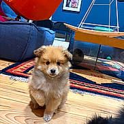 Appy participe au concours pour gagner de l'argent avec cette photo : puppy, dog, fluffy, cute, indoor, wooden_floor, rug, orange_chair, blue_sofa, table, home_interior, pet, small_dog, curious, fur, raised_paw, cozy, living_room, animal, domestic