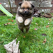 Mammouth participe au concours pour gagner de l'argent avec cette photo : puppy, dog, grass, outdoor, leaves, stone_wall, slide, log_pile, cute, fur, running, animal, pet, playful, young, nature, garden, small, brown, fluffy