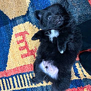 Aston participe au concours pour gagner de l'argent avec cette photo : puppy, dog, black_fur, white_patch, lying_down, carpet, colorful_rug, indoor, cute, pet, small, fluffy, animal, young, playful, fur, paw, belly, curious, domestic