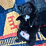 puppy, dog, black_fur, white_patch, lying_down, carpet, colorful_rug, indoor, cute, pet, small, fluffy, animal, young, playful, fur, paw, belly, curious, domestic