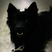 Shepa participe au concours pour gagner de l'argent avec cette photo : dog, black_dog, pet, animal, collar, leash, step, terrazzo, shadow, dark, indoor, muzzle, ears, fur, eyes, clasp, paw, closeup, portrait, canine