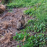 Mando participe au concours pour gagner de l'argent avec cette photo : animal, back_view, brown, cat, foliage, fur, grass, greenery, ground, leaf, nature, outdoor, peaceful, pet, plant, quiet, sitting, tabby, wild, wildlife