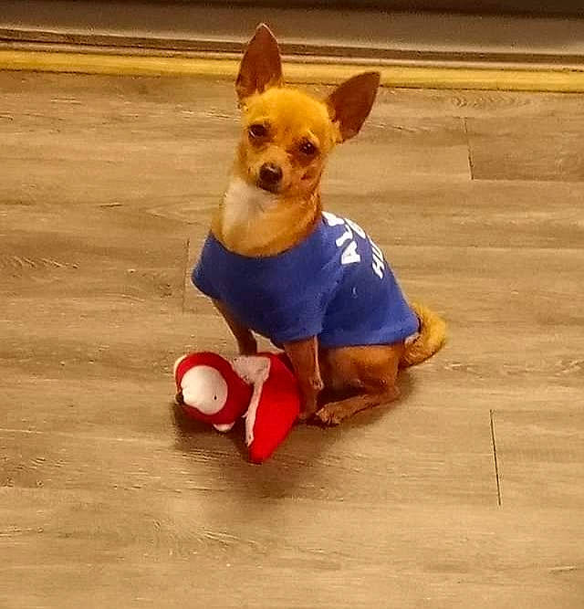 Cayden joined the competition — help win amazing prizes! canidae, carnivore, chihuahua, companion_dog, dog, dog_breed, dog_clothes, dog_supply, fawn, flooring, hardwood, pet_supply, snout, sporting_group, stuffed_toy, tail, toy, toy_dog, wood, working_animal