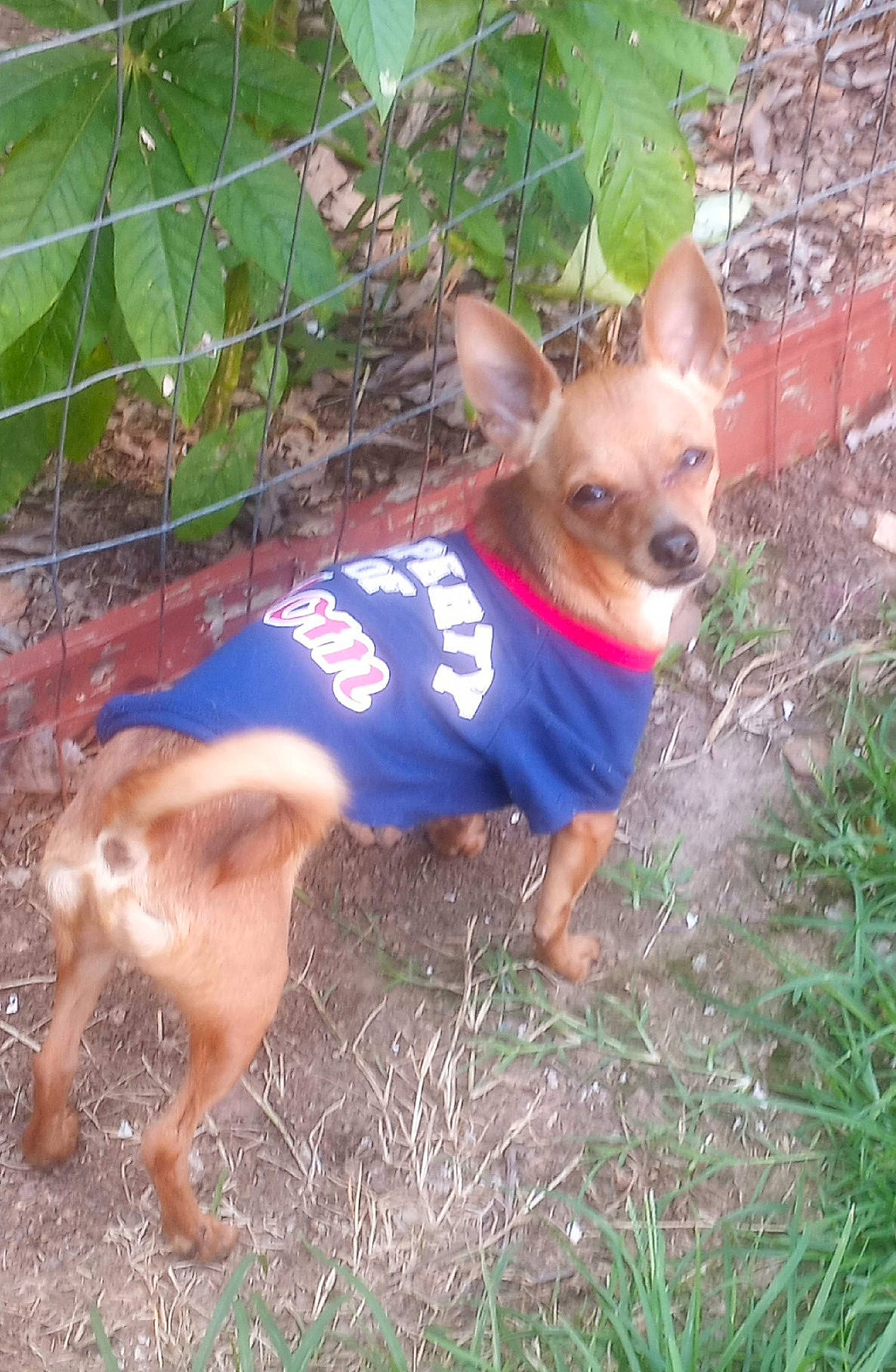 Cayden joined the competition — help win amazing prizes! canidae, carnivore, chihuahua, companion_dog, dog, dog_breed, dog_clothes, dog_supply, fawn, grass, mammal, plant, russkiy_toy, snout, sporting_group, terrestrial_animal, toy_dog, vertebrate, whiskers, working_animal