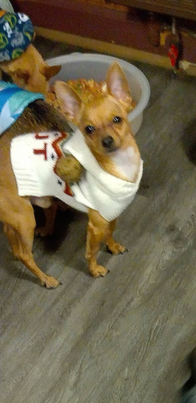 Cayden joined the competition — help win amazing prizes! ancient_dog_breeds, canidae, carnivore, companion_dog, dog, dog_breed, dog_clothes, fur, hardwood, paw, puppy, small_terrier, sporting_group, tail, terrestrial_animal, terrier, toy_dog, whiskers, wood, working_animal