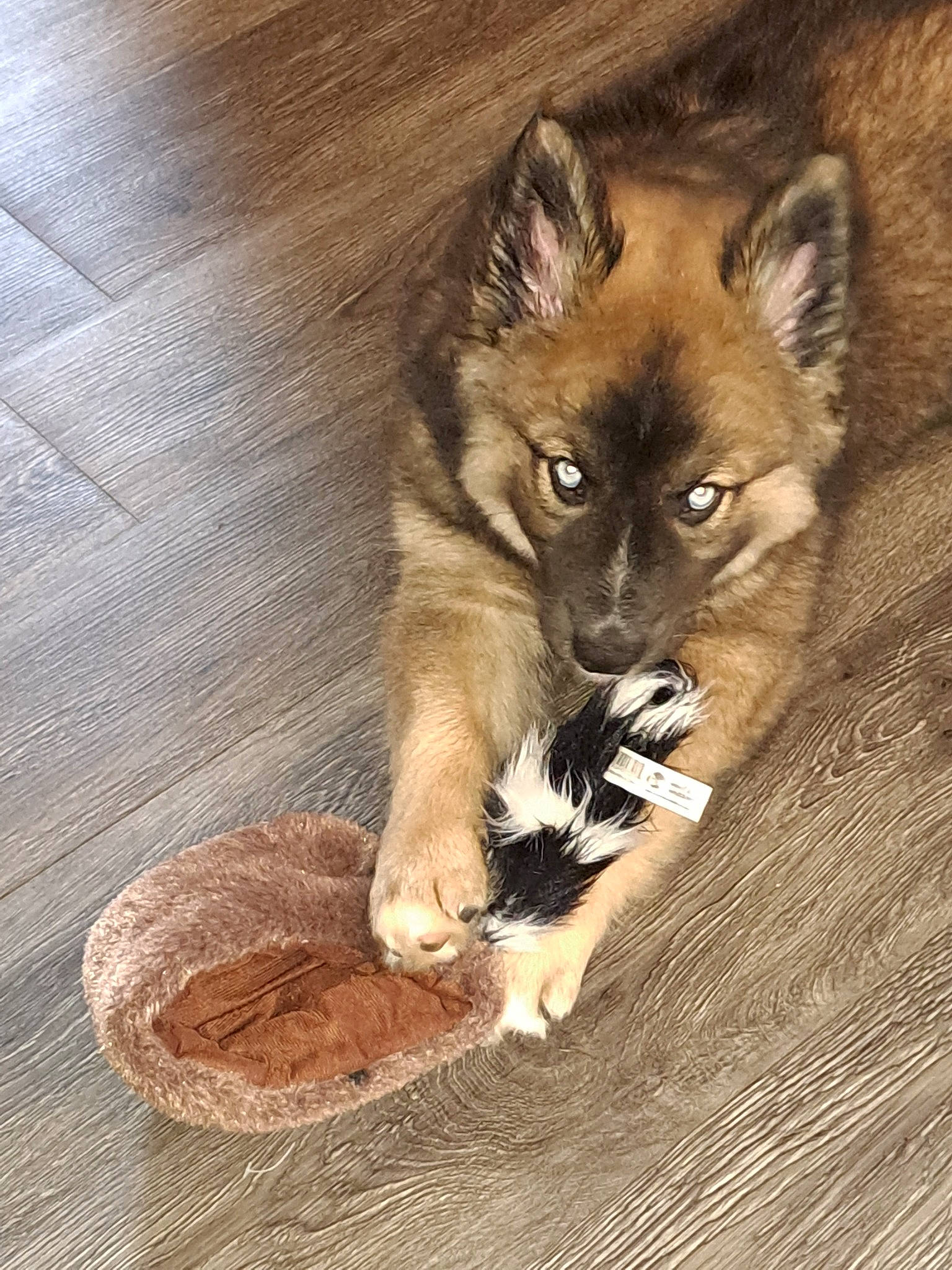 Blaze joined the competition — help win amazing prizes! art, canidae, canis, carnivore, cat_supply, claw, companion_dog, dog, dog_breed, fawn, felidae, fur, hardwood, paw, snout, tail, terrestrial_animal, whiskers, wildlife, wood