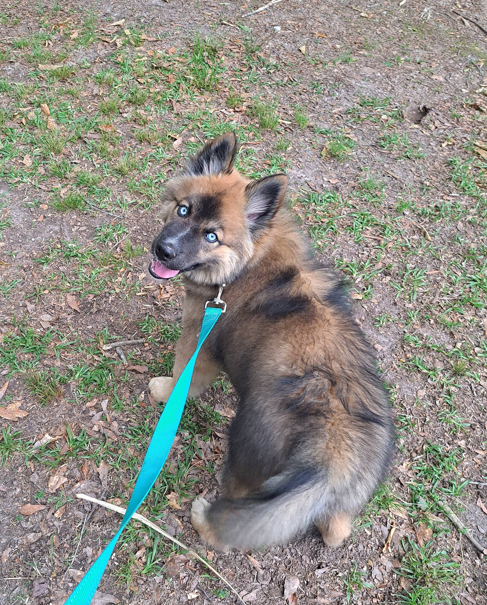 Blaze joined the competition — help win amazing prizes! canidae, carnivore, collar, companion_dog, dog, dog_breed, dog_collar, east_european_shepherd, grass, king_shepherd, leash, old_german_shepherd_dog, snout, soil, sporting_group, tail, terrestrial_animal, tracking_trial, working_animal, working_dog