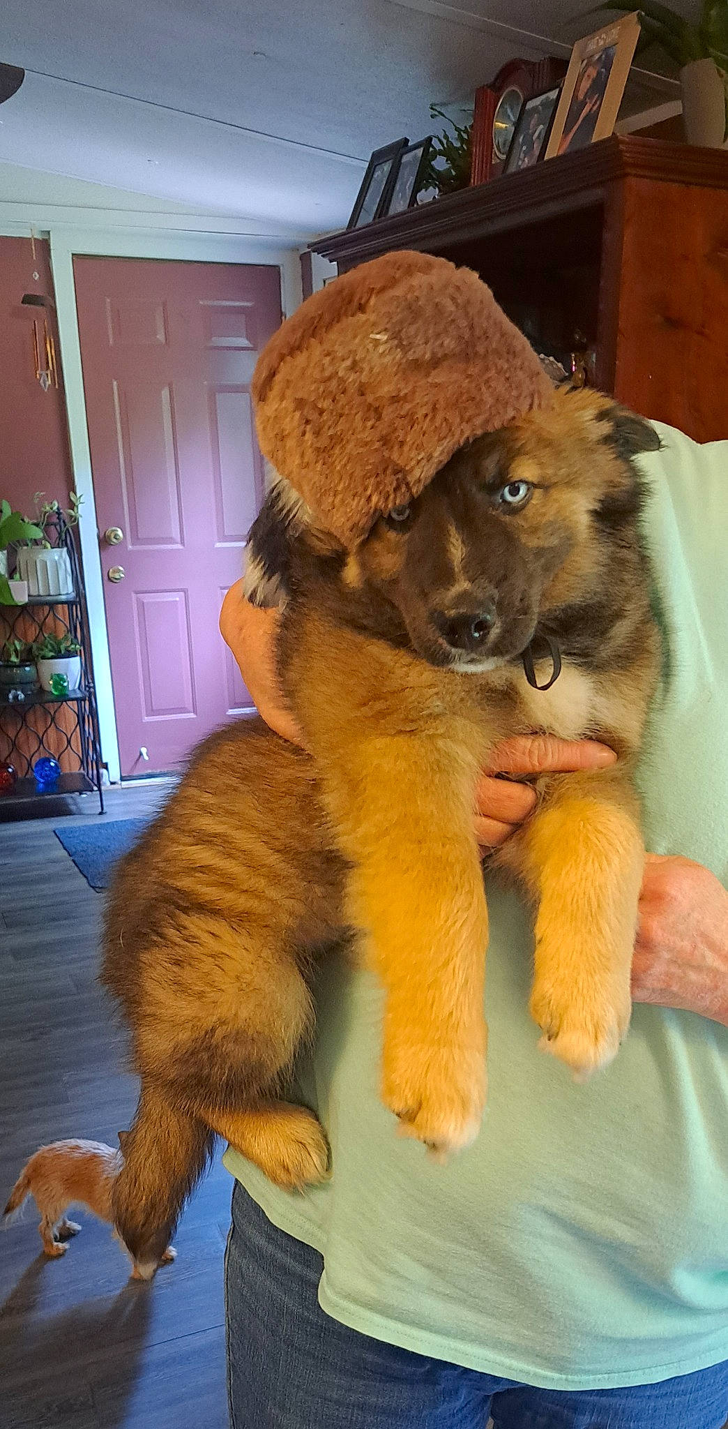 Blaze is registered to the contest to win money with this photo: bear, big_cats, brown_bear, carnivore, companion_dog, dog_breed, door, fawn, felidae, fur, lion, liver, snout, sporting_group, stuffed_toy, tail, terrestrial_animal, toy, whiskers, working_animal