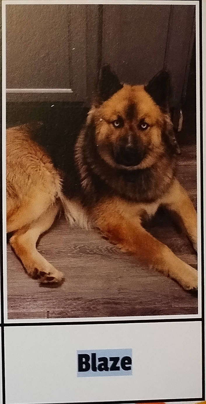Blaze joined the competition — help win amazing prizes! canidae, carnivore, companion_dog, dog, dog_breed, fawn, fur, german_shepherd_dog, heat, king_shepherd, paw, photo_caption, rectangle, snout, sporting_group, square, tail, terrestrial_animal, working_animal, working_dog