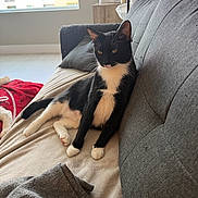 Mina joined the competition — help win amazing prizes! cat, black_and_white, tuxedo_cat, lounging, couch, indoor, blanket, pillow, window, natural_light, relaxed, pet, feline, fur, whiskers, home, cozy, resting, domestic, animal