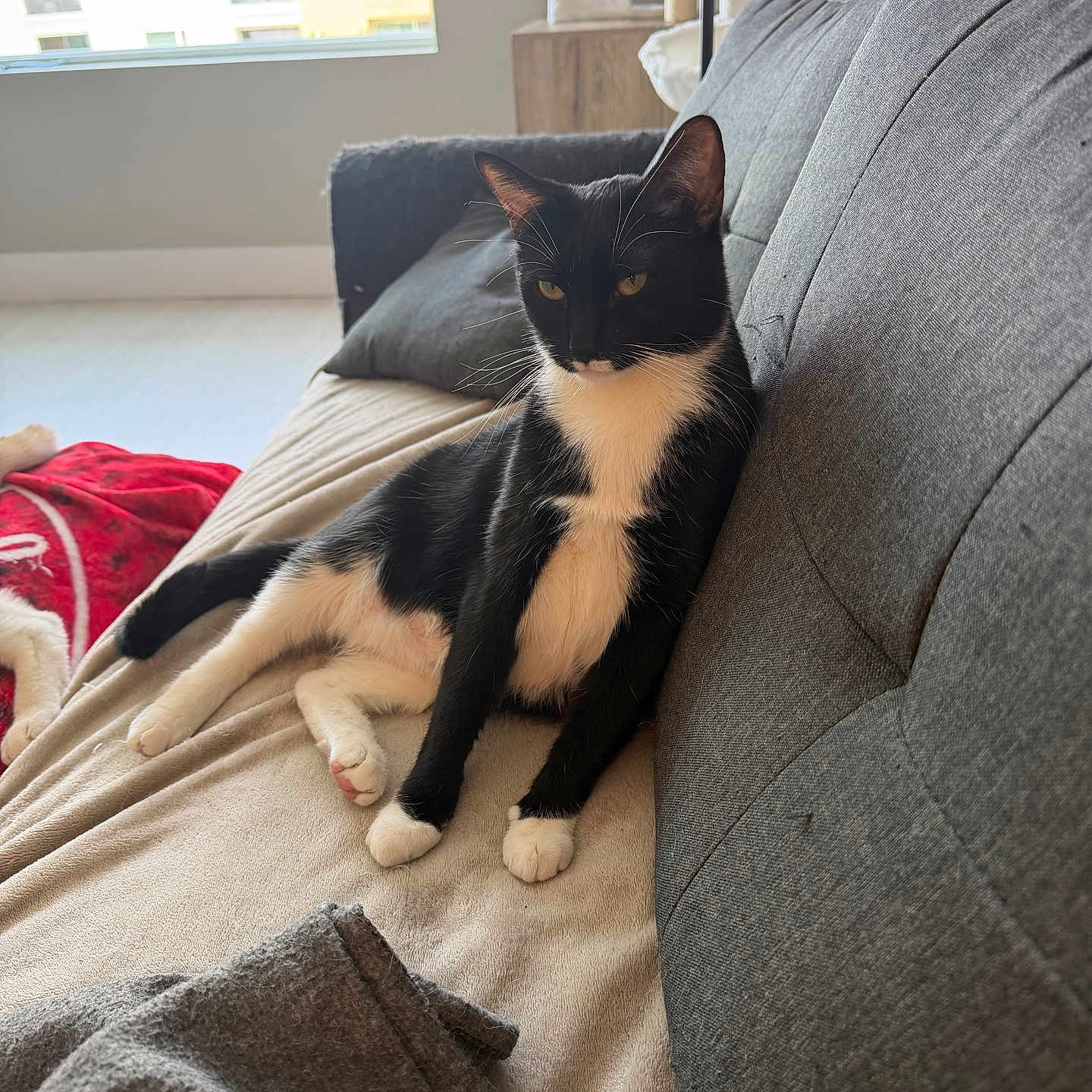 Mina joined the competition — help win amazing prizes! cat, black_and_white, tuxedo_cat, lounging, couch, indoor, blanket, pillow, window, natural_light, relaxed, pet, feline, fur, whiskers, home, cozy, resting, domestic, animal